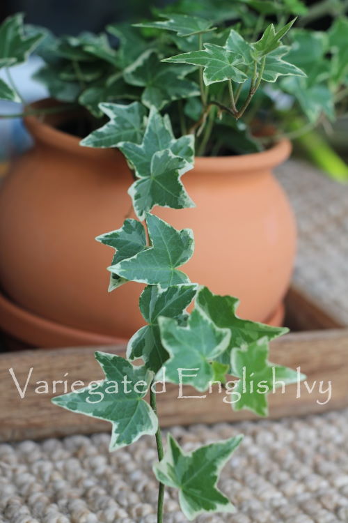 Green English Ivy, Hanging Plants