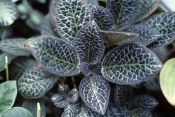 flamma violett, episcia cupreata