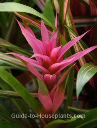 Exotic Hawaiian  Flowers as House  Plants 