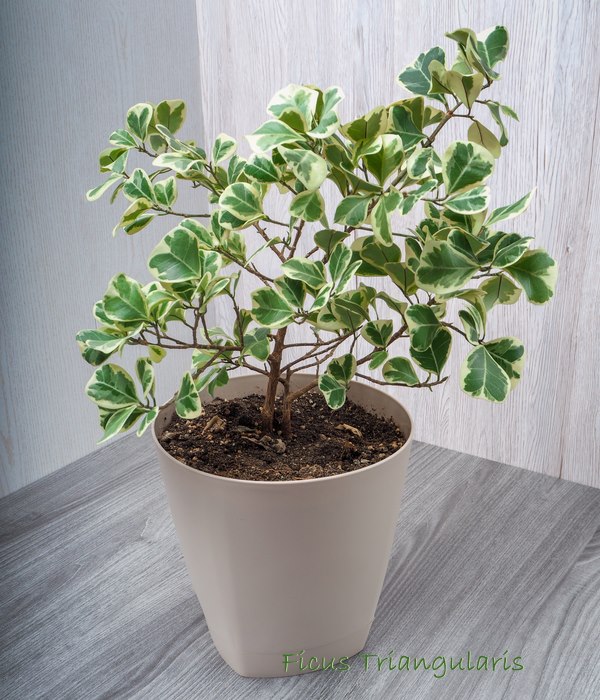Anthurium Plant Care - How to Grow Anthurium andraeanum Indoors
