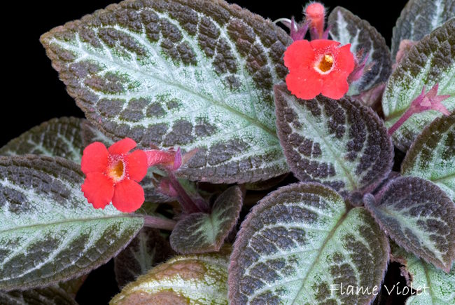 flame violet, episcia cupreata, kvetoucí pokojová rostlina