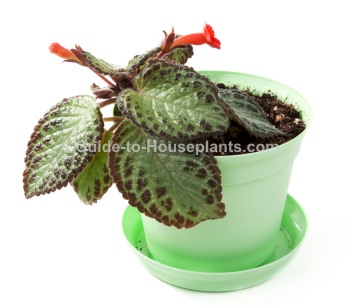 炎バイオレット、episcia cupreata