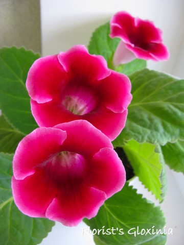 gloxinia houseplant, sinningia speciosa