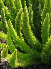 Foxtail Fern House Plants - Asparagus densiflorus 'Myers'