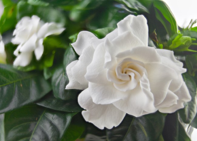 Indoor Gardenia Care Tips Gardenia Jasminoides