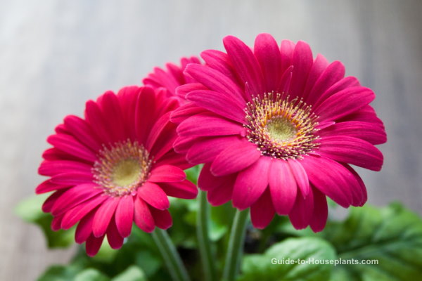 are gerbera daisies poisonous to dogs