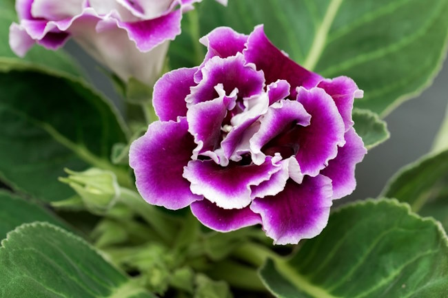 Gloxinia Houseplant