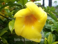 Golden Trumpet Vine - Allamanda cathartica Plant Care Tips