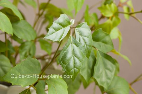 10+ Ivy Tree Plant - BasitBraylan