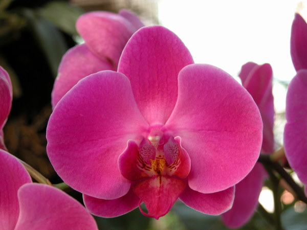 Growing Orchids Indoors: Keys to Water, Feed, Light, When to Repot