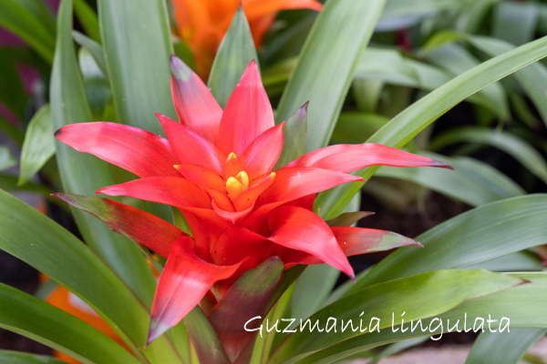 Bromeliad Growing Bromeliad Houseplants, Care and Pictures