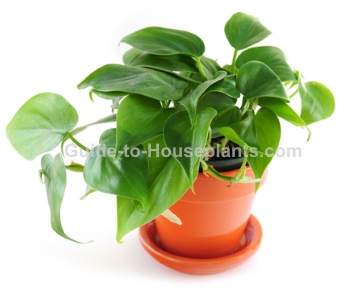 Anthurium Plant Care - How to Grow Anthurium andraeanum Indoors