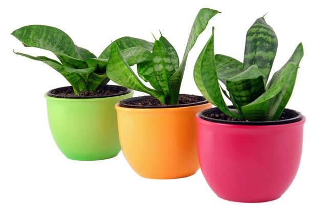 House Plant Pots and Containers, Indoor Plant Pots and Planters