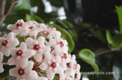 hoya plant, wax flower, fragrant houseplant