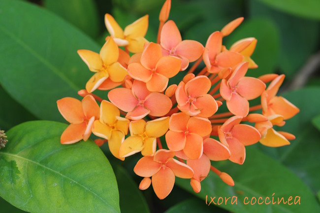 Ixora Coccinea