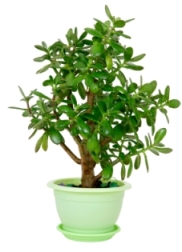 Jade Plant Care: How to Grow Crassula Ovata Indoors