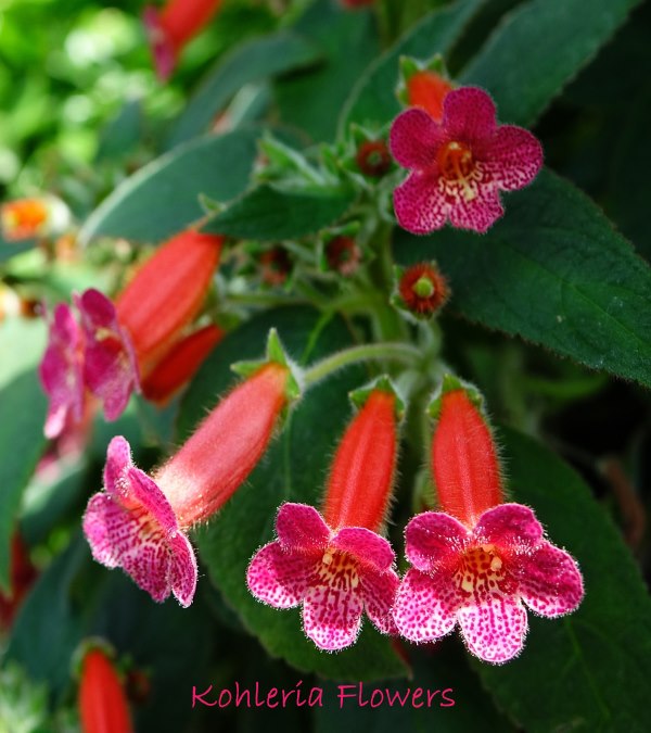 Kohleria Plant How to Grow Indoors and Get the Most Blooms
