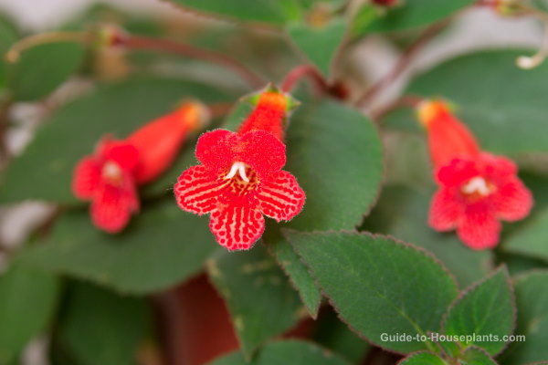 Kohleria Plant How to Grow Indoors and Get the Most Blooms
