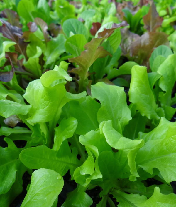 Growing Lettuce Indoors Best Types Of Lettuce Variety How To Grow