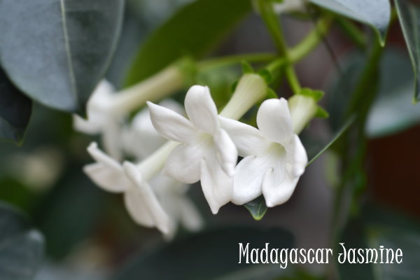 Star Jasmine: Plant Care & Growing Guide