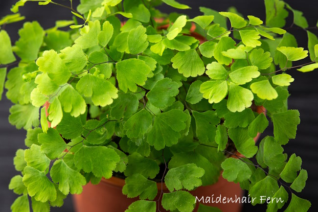 Types of Ferns You Can Grow Indoors and How to Care for Them