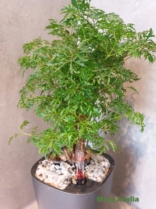 Ming Plant Care - How to Grow Polyscias fruticosa Indoors
