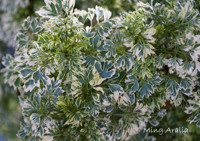 Ming Plant Care - How to Grow Polyscias fruticosa Indoors