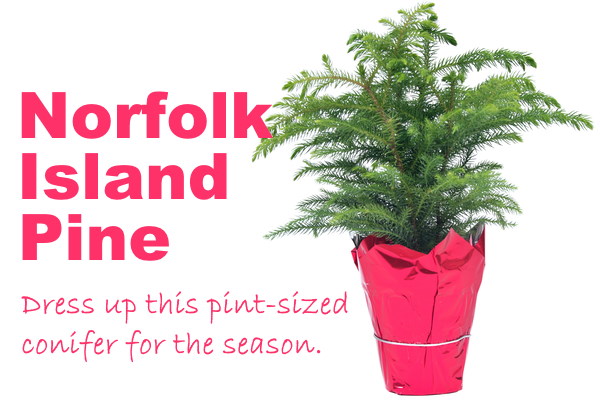 Christmas plants, norfolk island pine