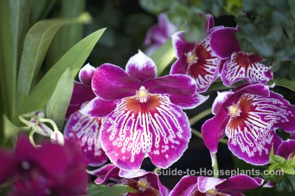 pansy orchids, fragrant houseplants, fragrant orchids