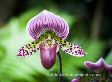 Lady Slipper Orchids - Paphiopedilum 