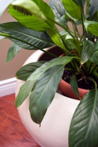 Indoor Office Plants with Pictures