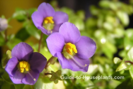 persian violet, exacum affine, fragrant house plant