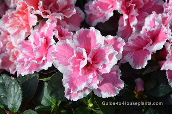 Indoor Azalea Care Tips: How to Grow, Water, Prune this Florist Plant