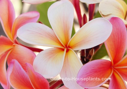plumeria, frangipani, fragrant houseplant