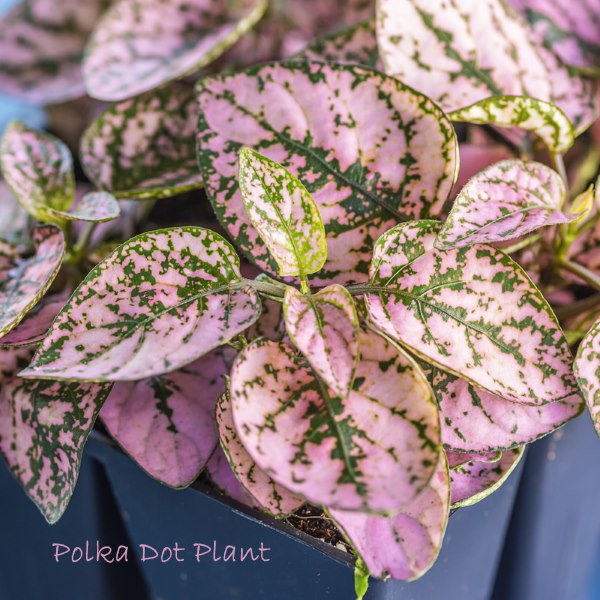 Polka Dot Plant Care: How to Grow Hypoestes phyllostachya Indoors