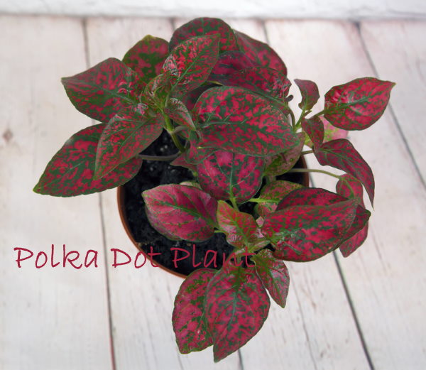 Polka Dot Plant (Hypoestes Phyllostachya)