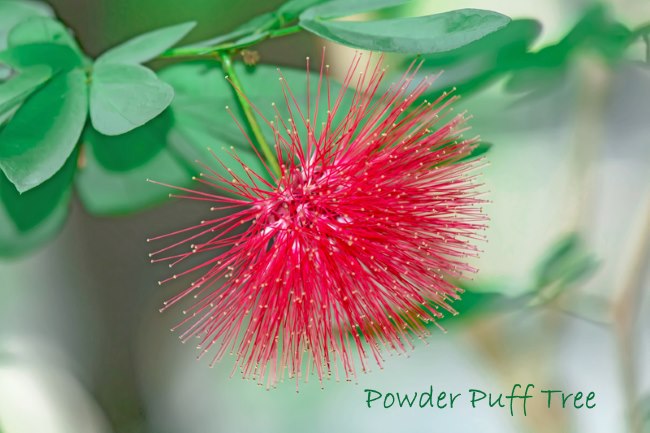 Powder Puff Tree - Calliandra haematocephala