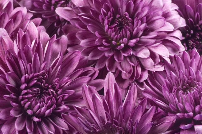 The COMPLETE Guide to Christmas Chrysanthemums!