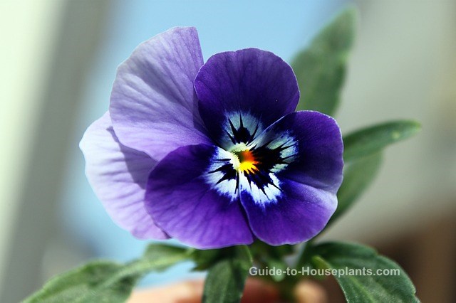 Pansy Plants Care for Growing Pansies in Pots