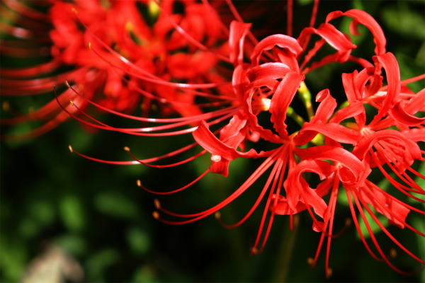 red spider lilies, christmas plants