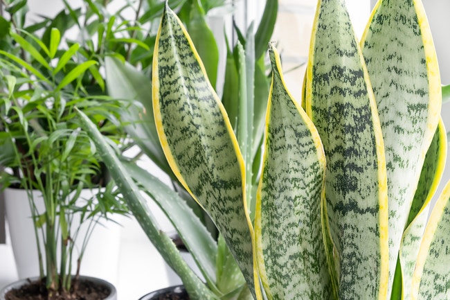 15 hardy houseplants and where to put them