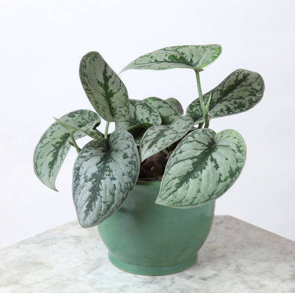 Scindapsus pictus offers Argyraeus or satin Pothos