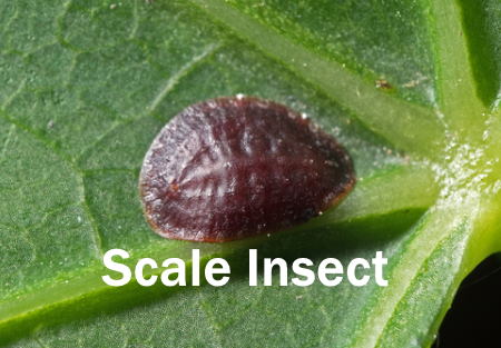 Plant Scale, How to Get Rid of Scale on Plants