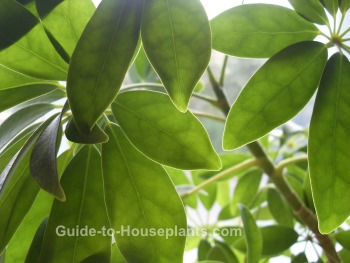 House Plants - Pictures