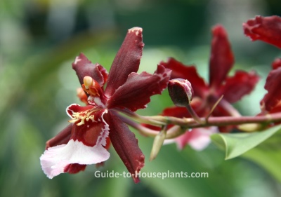 sharry baby orchid, oncidium, fragrant house plant