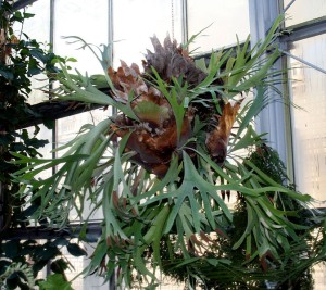 Staghorn Fern House Plants Platycerium Bifurcatum