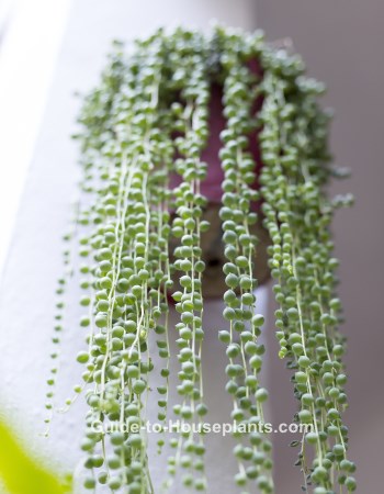 string of pearls plant, senecio rowleyanus, succulent houseplant
