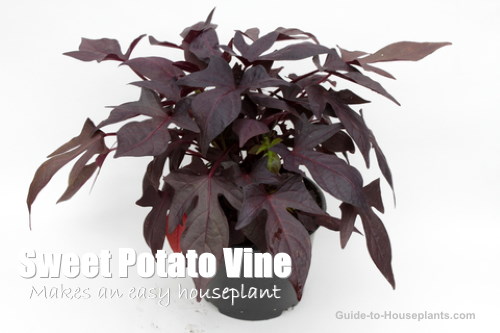 potato vine flower purple