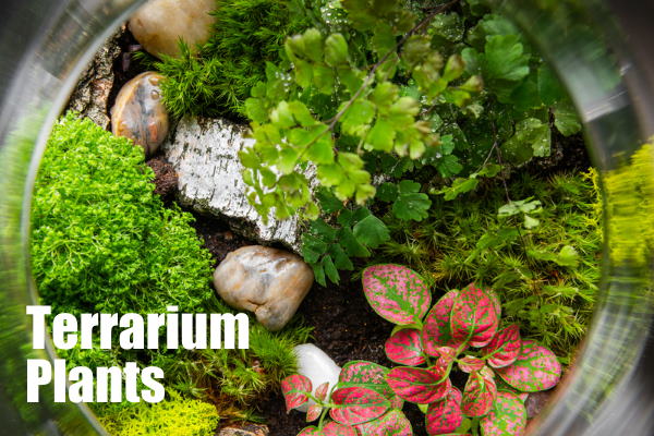 maidenhair fern terrarium