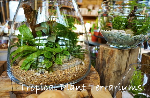 LIVING!! Real Succulent And Cactus Terrarium, Miniature Greenhouse Pendant